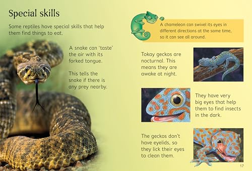 Reptiles (Usborne Beginners)