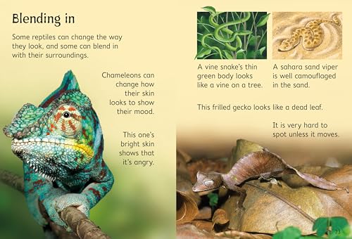 Reptiles (Usborne Beginners)