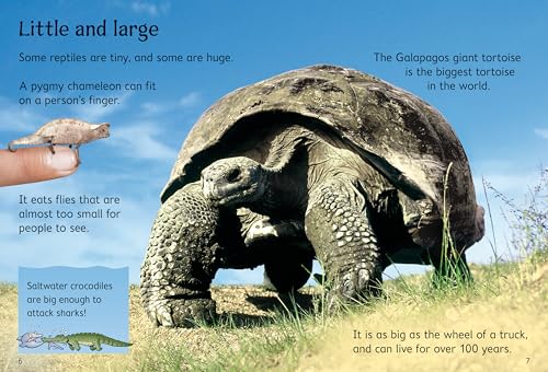 Reptiles (Usborne Beginners)