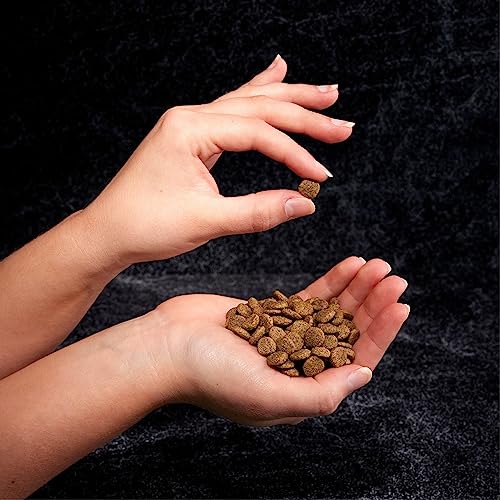 Crave Indoor Grain Free Dry Cat Food with Protein From Chicken and Salmon 10lb.