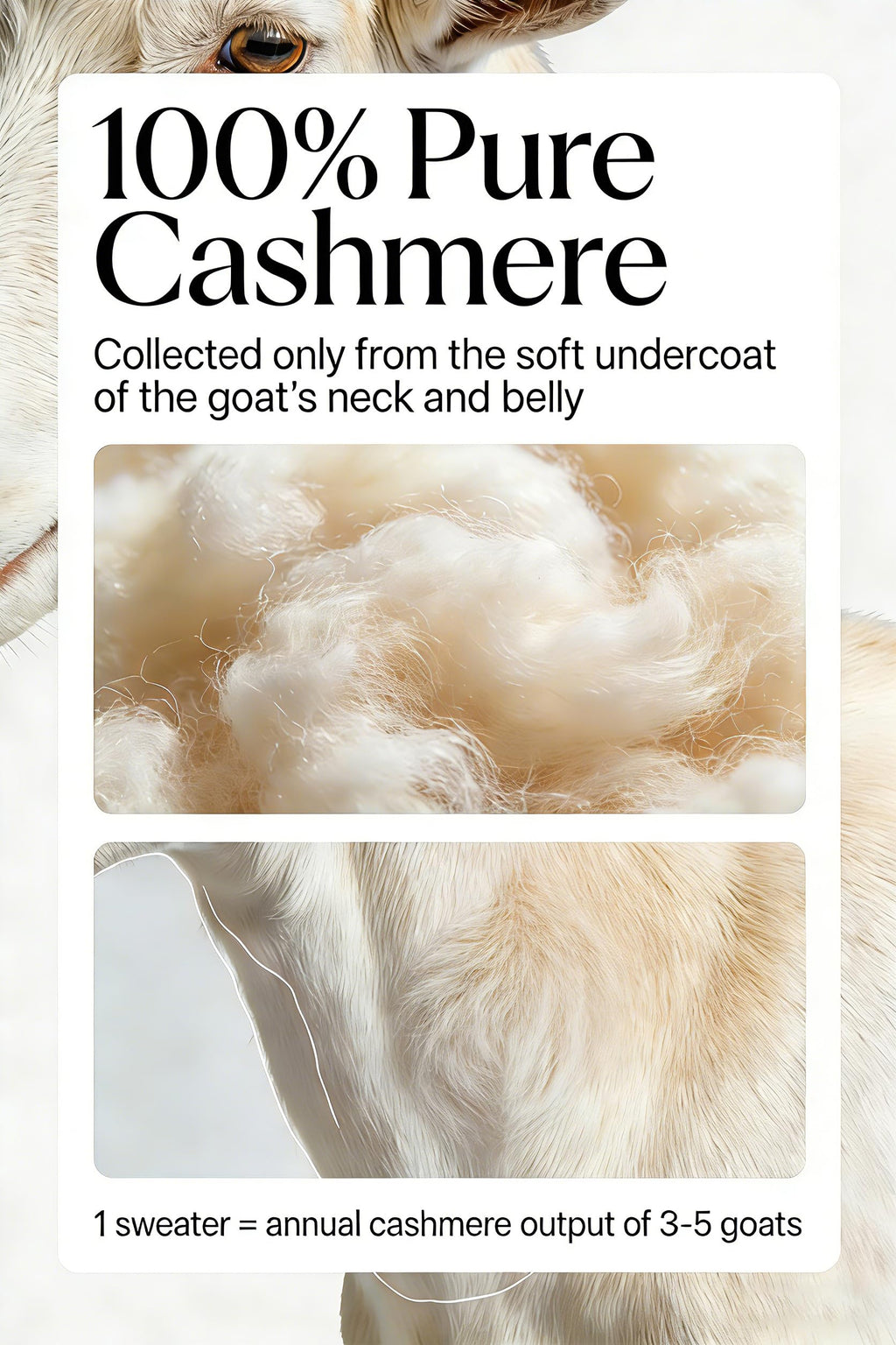 Men’s Daily Cashmere Sweater – 100% Pure Cashmere Crew Neck Pullover, Soft Lightweight Knit (US, Alpha, Medium, Regular, Regular, Camel)
