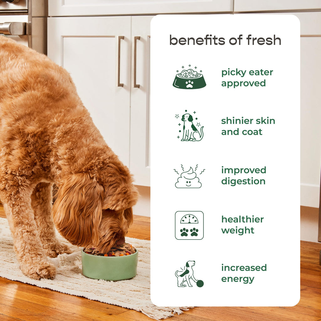 Freshpet Select Grain Free Chicken Recipe Dog Food, 5 Pound