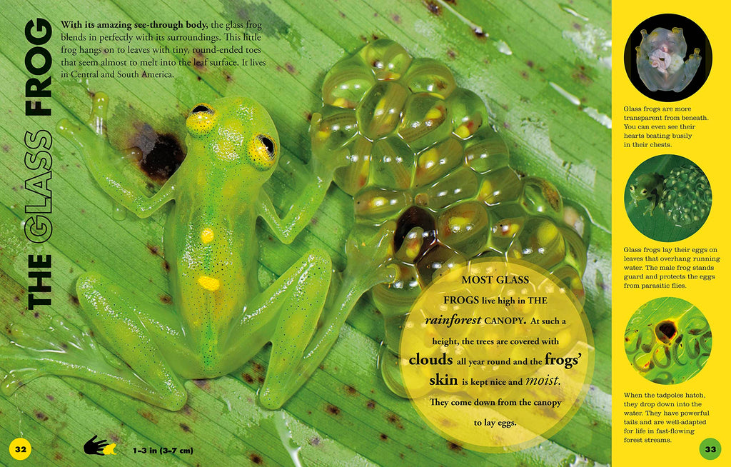 Everything You Need to Know About Frogs and Other Slippery Creatures