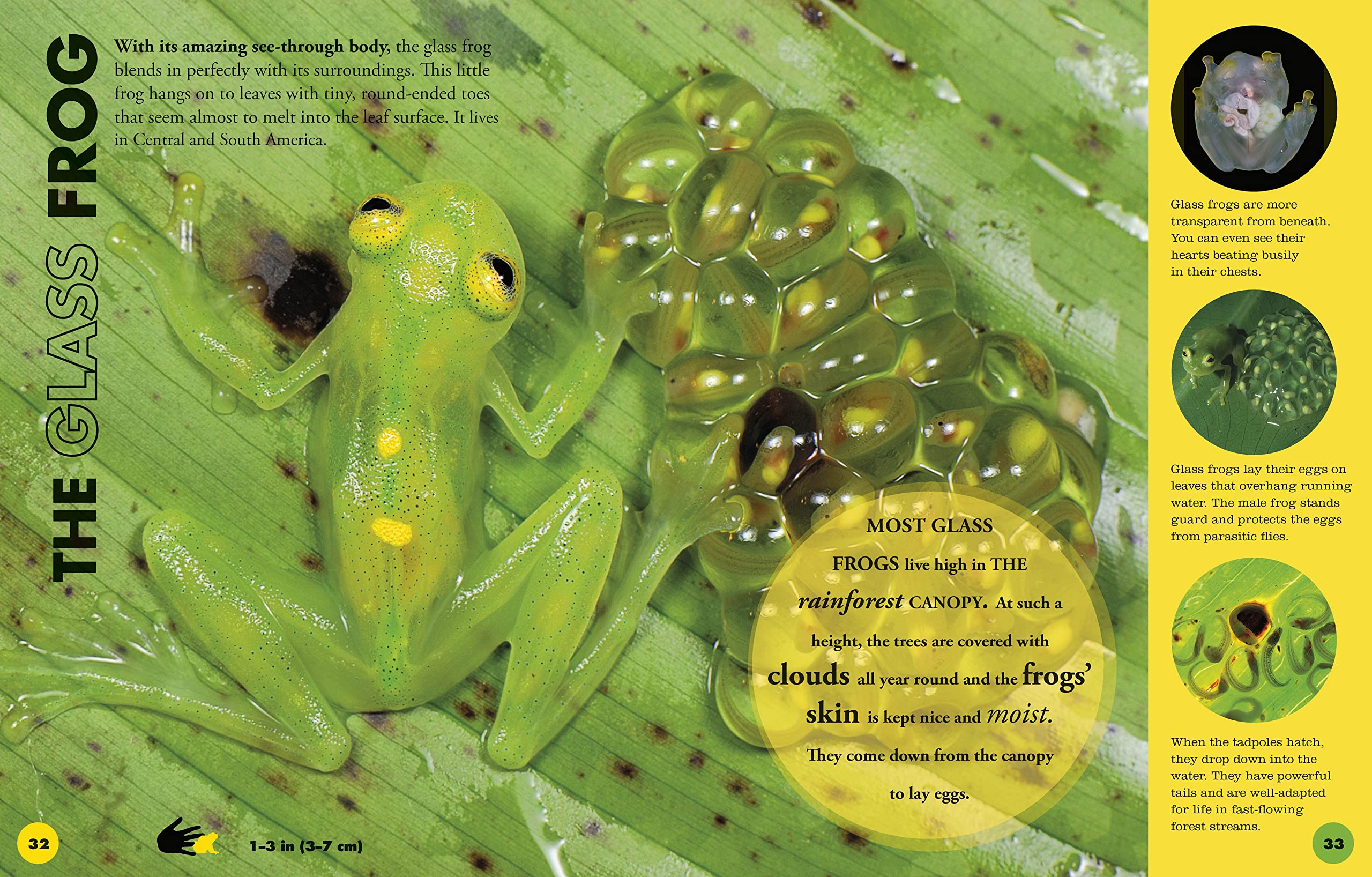Everything You Need to Know About Frogs and Other Slippery Creatures