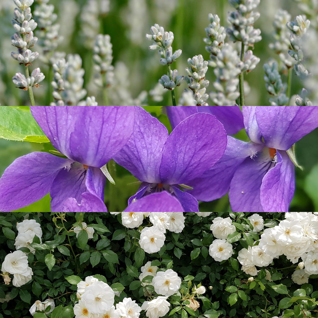 Calvin Klein Obsession for Women Eau de Parfum 3-pc Set (Spring FY26)