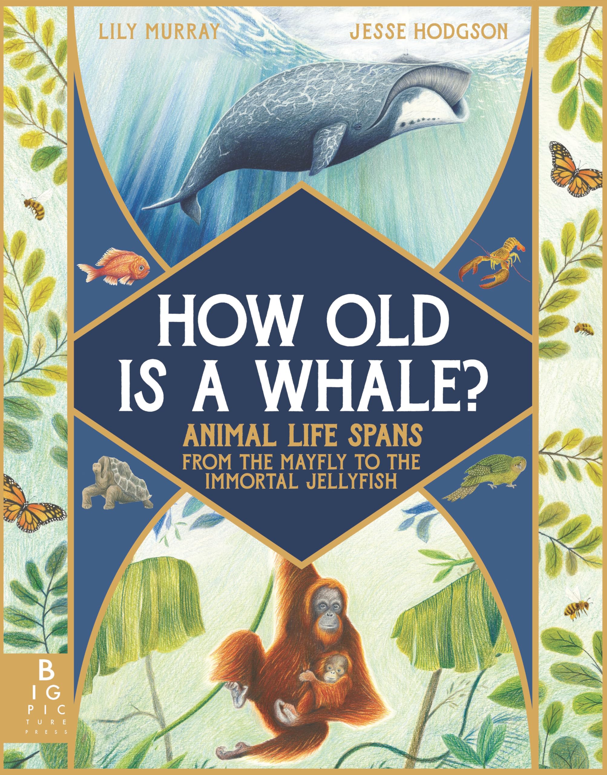 How Old Is a Whale?: Animal Life Spans from the Mayfly to the Immortal Jellyfish