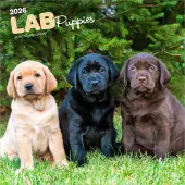 Lab Retriever Puppies 2026 Wall Calendar