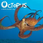 Octopus 2026 Wall Calendar