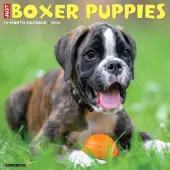 Just Boxer Puppies 2026 Wall Calendar