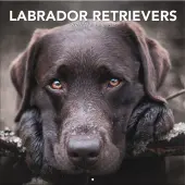 Labrador Retreivers Photo 2026 Wall Calendar