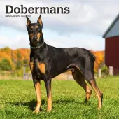 Dobermans 2025 Wall Calendar