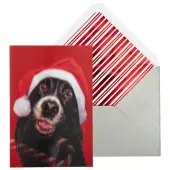 Dog and Candy Cane Christmas Card