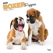 Boxer Puppies 2025 Wall Calendar