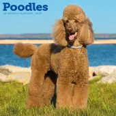 Poodles 2026 Wall Calendar