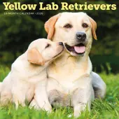 Just Yellow Labs 2026 Wall Calendar