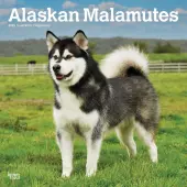 Alaskan Malamutes 2025 Wall Calendar