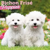Bichon Frise Puppies 2026 Wall Calendar