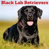 Black Lab Retriever 2026 Wall Calendar