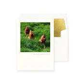 Photo Chickens Birthday Card
