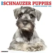 Just Schnauzer Puppies 2026 Wall Calendar