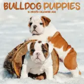 Bulldog Puppies 2026 Mini Wall Calendar