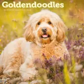 Goldendoodles 2026 Wall Calendar