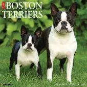 Just Boston Terriers 2026 Wall Calendar