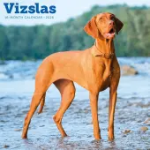 Vizslas 2026 Wall Calendar