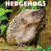 Hedgehogs 2026 Wall Calendar