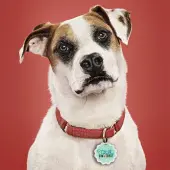 Totally Pawsome Dog Collar Charm
