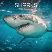 Sharks 2026 Wall Calendar