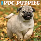 Pug Puppies Just 2026 Wall Calendar