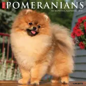Pomeranians Just 2026 Wall Calendar