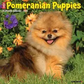 Pomeranian Puppies Just 2026 Wall Calendar