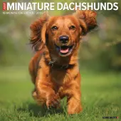 Just Miniature Dachshunds 2026 Wall Calendar