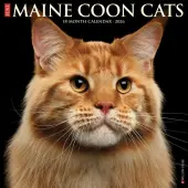 Just Maine Coon Cats 2026 Wall Calendar