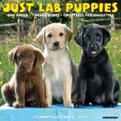 Just Lab Puppies 2026 Wall Calendar