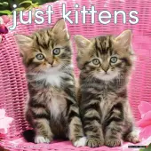 Just Kittens 2026 Wall Calendar
