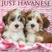 Just Havanese 2026 Wall Calendar