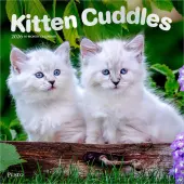 Kitten Cuddles Plato Special Value 2026 Wall Calendar