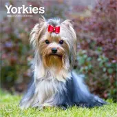 Yorkshire Terriers 2026 Wall Calendar