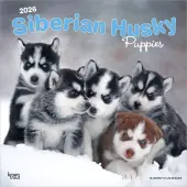 Siberian Husky Puppies 2026 Wall Calendar