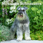 Schnauzers 2026 Wall Calendar