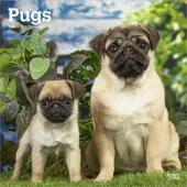 Pugs 2026 Wall Calendar