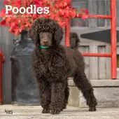 Poodles 2026 Wall Calendar