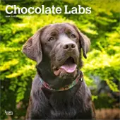Chocolate Lab Retriever 2026 Wall Calendar