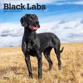Black Lab Retriever 2026 Wall Calendar