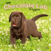 Chocolate Lab Retriever Puppies 2026 Wall Calendar