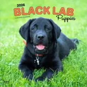 Black Lab Retriever Puppies 2026 Wall Calendar
