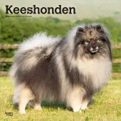 Keeshonden 2026 Wall Calendar